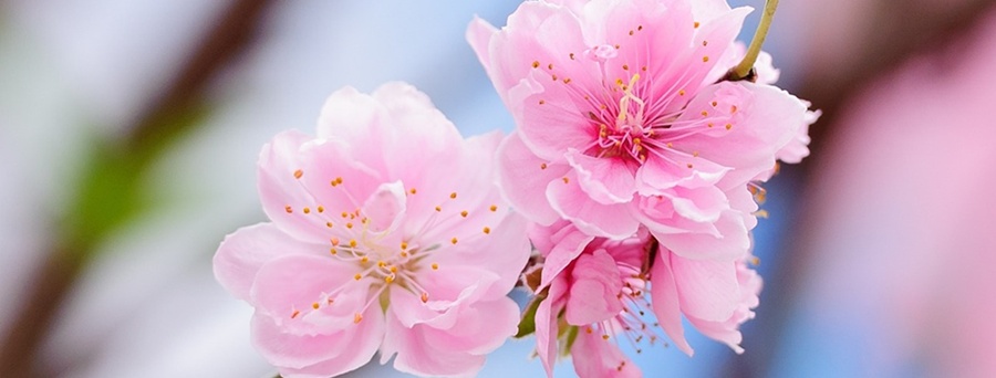桃の花とキャンドル